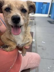 Found/Stray Female Dog last seen E and river st, Victorville, CA 92395
