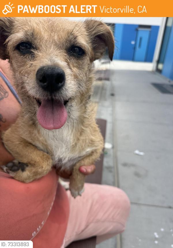 Found/Stray Female Dog last seen E and river st, Victorville, CA 92395