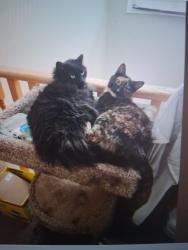 Lost Female Cat last seen Near stonegate rd nw, Airdrie, AB T4B 3A1