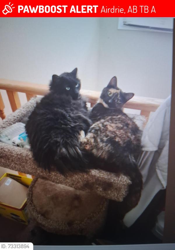 Lost Female Cat last seen Near stonegate rd nw, Airdrie, AB T4B 3A1