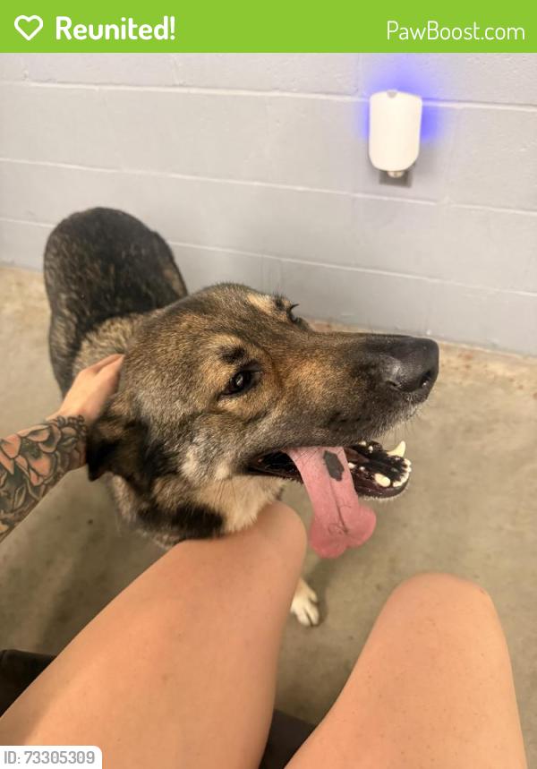 Reunited Female Dog last seen Hey 59 Auto Repair, Fayetteville, NC 28304