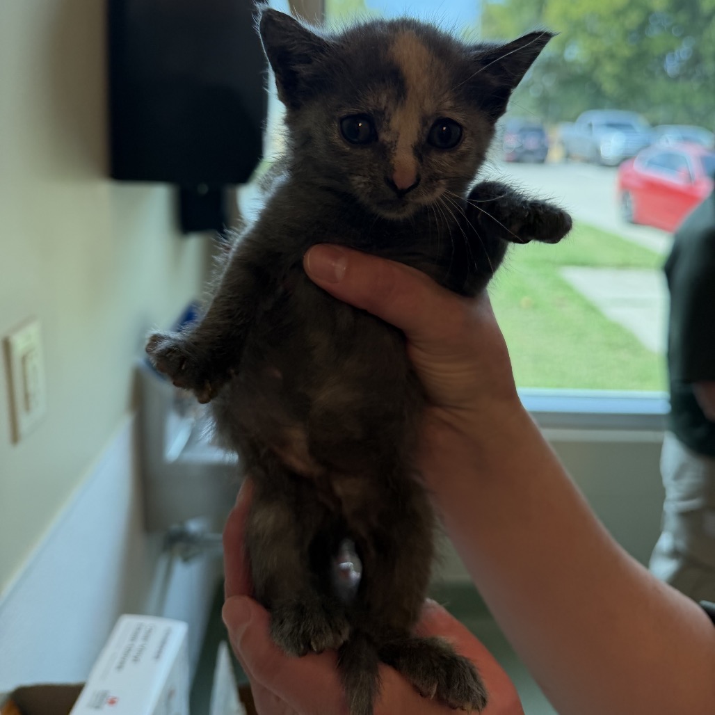 Shelter Stray Female Cat last seen , 3428 S Jenkins Ave, Norman, OK 73072, USA