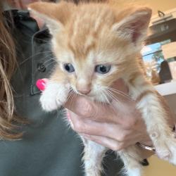 Shelter Stray Male Cat last seen , 3428 S Jenkins Ave, Norman, OK 73072, USA