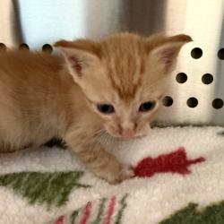 Shelter Stray Male Cat last seen , 3428 S Jenkins Ave, Norman, OK 73072, USA