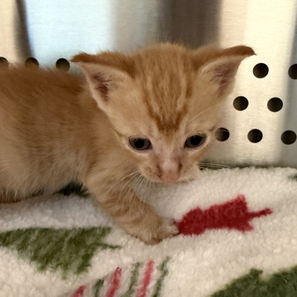 Shelter Stray Male Cat last seen , 3428 S Jenkins Ave, Norman, OK 73072, USA