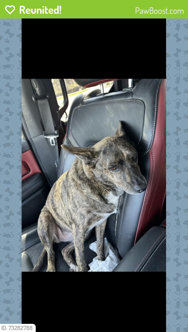 Reunited Female Dog last seen Near linhart ave fort Myers Florida, Fort Myers, FL 33901