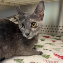 Shelter Stray Female Cat last seen , 3428 S Jenkins Ave, Norman, OK 73072, USA