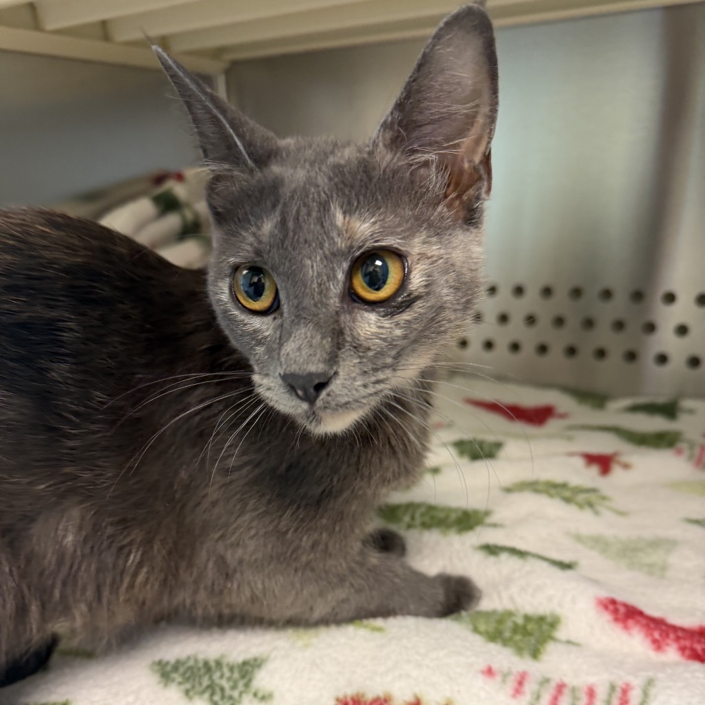 Shelter Stray Female Cat last seen , 3428 S Jenkins Ave, Norman, OK 73072, USA