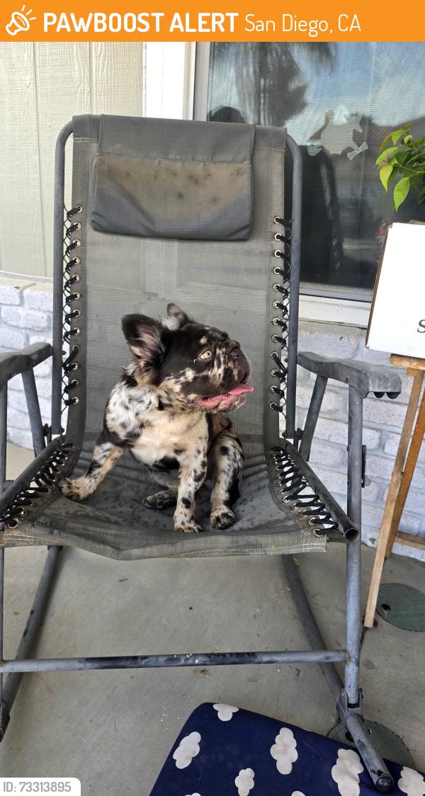 Found/Stray Unknown Dog last seen Near toboggan, San Diego, CA 92154