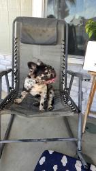 Found/Stray Unknown Dog last seen Near toboggan, San Diego, CA 92154