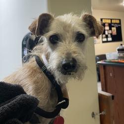Shelter Stray Male Dog last seen , 361 S Raymond Ave, Pasadena, CA 91105, USA
