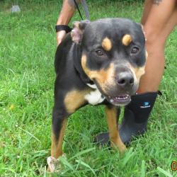Shelter Stray Female Dog last seen , 141 Canna Ln, Lake Jackson, TX 77566, USA