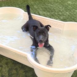 Shelter Stray Male Dog last seen , 361 S Raymond Ave, Pasadena, CA 91105, USA