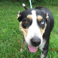 Shelter Stray Female Dog last seen , 141 Canna Ln, Lake Jackson, TX 77566, USA