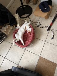 Reunited Male Cat last seen 20th in Gainesville, Gainesville, FL 32607