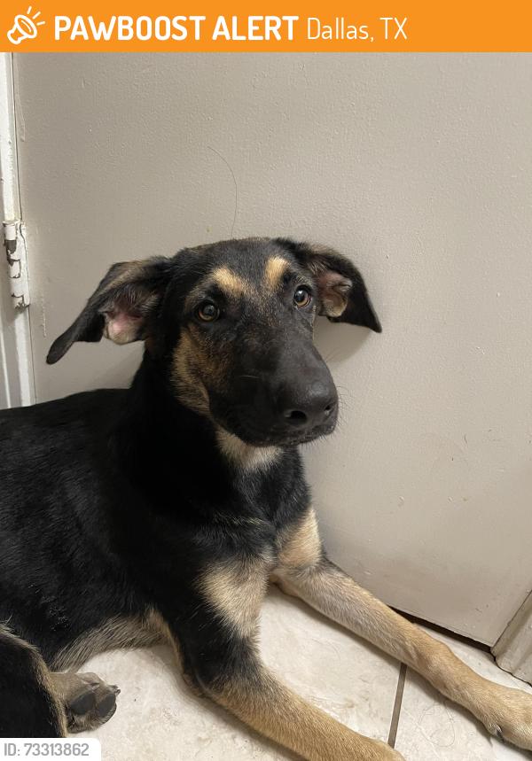 Found/Stray Female Dog last seen jupiter and E NW, Dallas, TX 75218