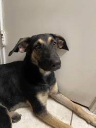 Found/Stray Female Dog last seen jupiter and E NW, Dallas, TX 75218