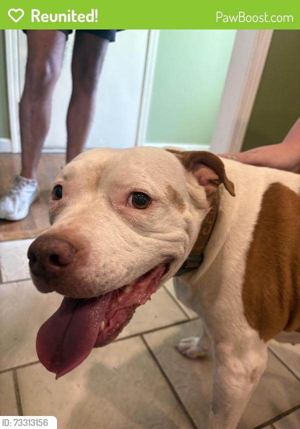 Reunited Female Dog last seen 112th Terr / Elmwood, Kansas City, MO 64137