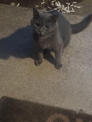 Found/Stray Female Cat last seen Veterans Park, Hamilton Township, NJ 08690