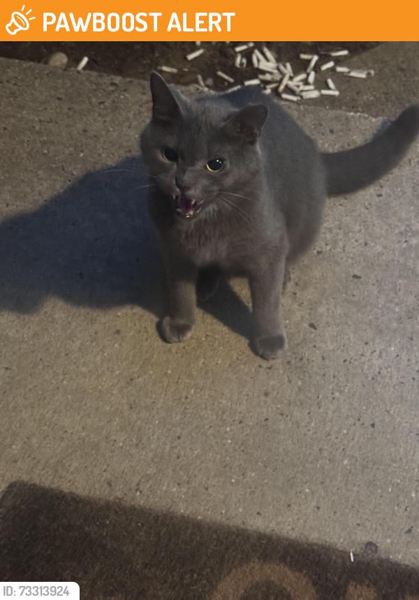 Found/Stray Female Cat last seen Veterans Park, Hamilton Township, NJ 08690