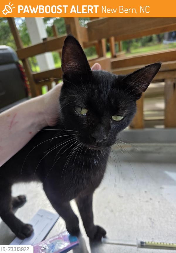 Found/Stray Male Cat last seen Clarks Rd and Private Housing, New Bern, NC 28562