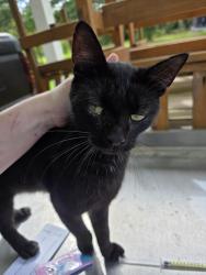 Found/Stray Male Cat last seen Clarks Rd and Private Housing, New Bern, NC 28562