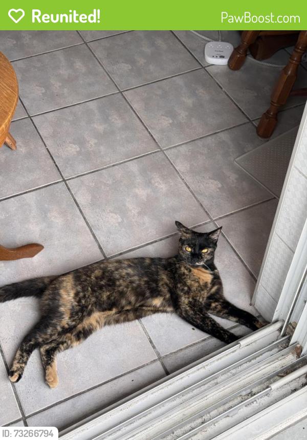 Reunited Female Cat last seen Joliette street and Sherbrooke East Street, Montréal, QC H1W 1E2