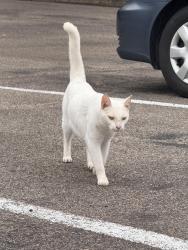 Found/Stray Male Cat last seen Veterans affairs parking lot, Moncks Corner, SC 29461