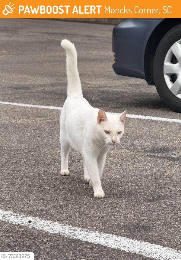 Found/Stray Male Cat last seen Veterans affairs parking lot, Moncks Corner, SC 29461