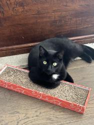 Lost Male Cat last seen John & Leslie, Markham, ON L3T 4M7