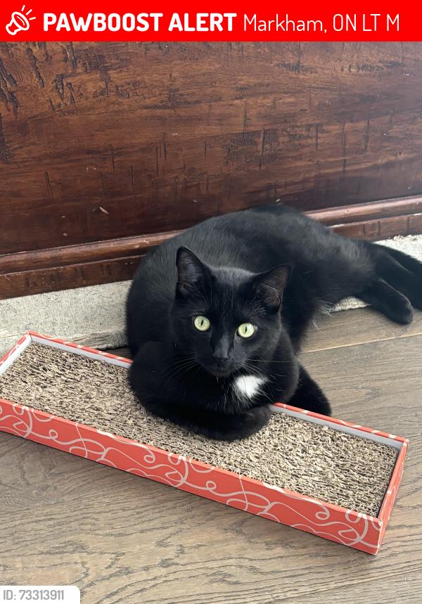 Lost Male Cat last seen John & Leslie, Markham, ON L3T 4M7