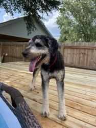 Reunited Male Dog last seen Near Amy Drive Springdale AR, Springdale, AR 72762