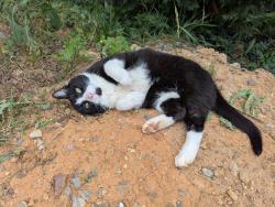 Lost Male Cat last seen Manassas Dr, Poplar Dr, Colonial Ave SW - near Promenade Park/Duck Donuts shopping center, Cave Spring, VA 24018