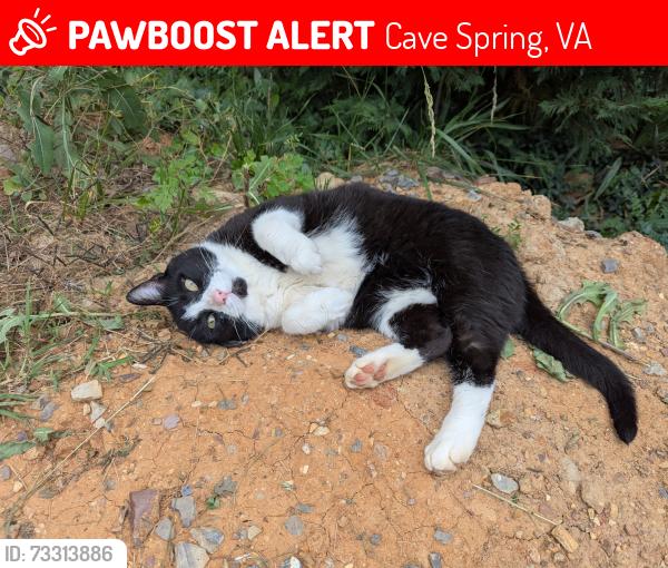 Lost Male Cat last seen Manassas Dr, Poplar Dr, Colonial Ave SW - near Promenade Park/Duck Donuts shopping center, Cave Spring, VA 24018
