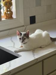 Reunited Female Cat last seen Near Oakmont St, Overland Park, KS 66221, USA, Overland Park, KS 66221