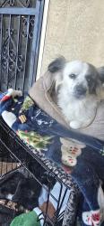 Reunited Male Dog last seen Gibson & Dakota, Albuquerque, NM 87108