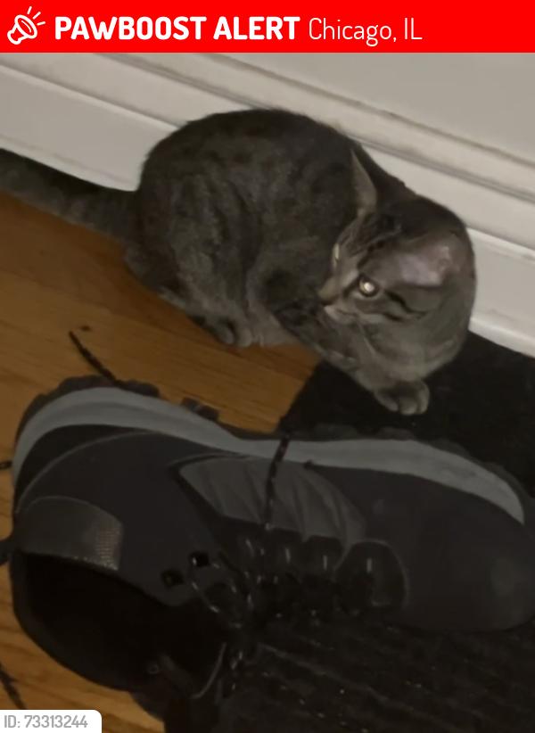 Lost Female Cat last seen Schubert and Laramie, Chicago, IL 60639
