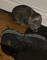 Lost Female Cat last seen Schubert and Laramie, Chicago, IL 60639