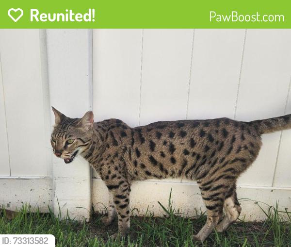 Reunited Unknown Cat last seen Longwood, FL 32779, Longwood, FL 32750