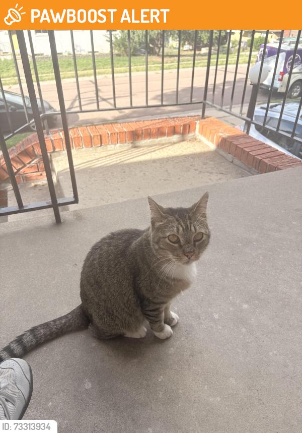 Found/Stray Unknown Cat last seen Swope and tweed, Colorado Springs, CO 80909