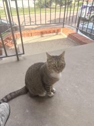 Found/Stray Unknown Cat last seen Swope and tweed, Colorado Springs, CO 80909