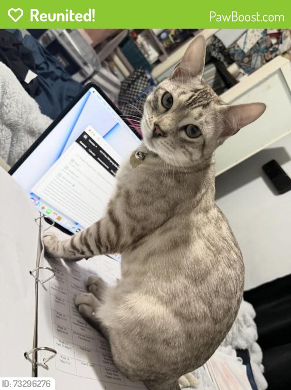 Reunited Male Cat last seen Flood st and Calvary cemetery, Waltham, MA 02453