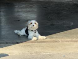 Lost Male Dog last seen Near Commercial Drive Kelowna, Kelowna, BC V1X 7X6
