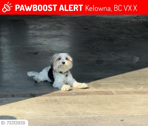 Lost Male Dog last seen Near Commercial Drive Kelowna, Kelowna, BC V1X 7X6