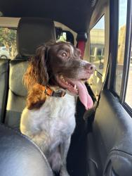 Reunited Male Dog last seen Dodds Ave and McCallie Ave, Chattanooga, TN 37407