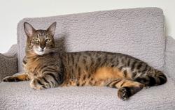 Reunited Female Cat last seen Hawks Perch Way, Wendell, NC, Wendell, NC 27591
