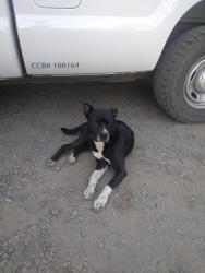 Found/Stray Male Dog last seen Roosevelt Blvd and Garfield, Eugene, OR 97402