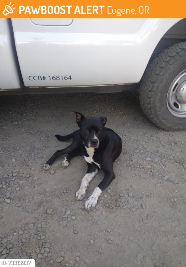 Found/Stray Male Dog last seen Roosevelt Blvd and Garfield, Eugene, OR 97402