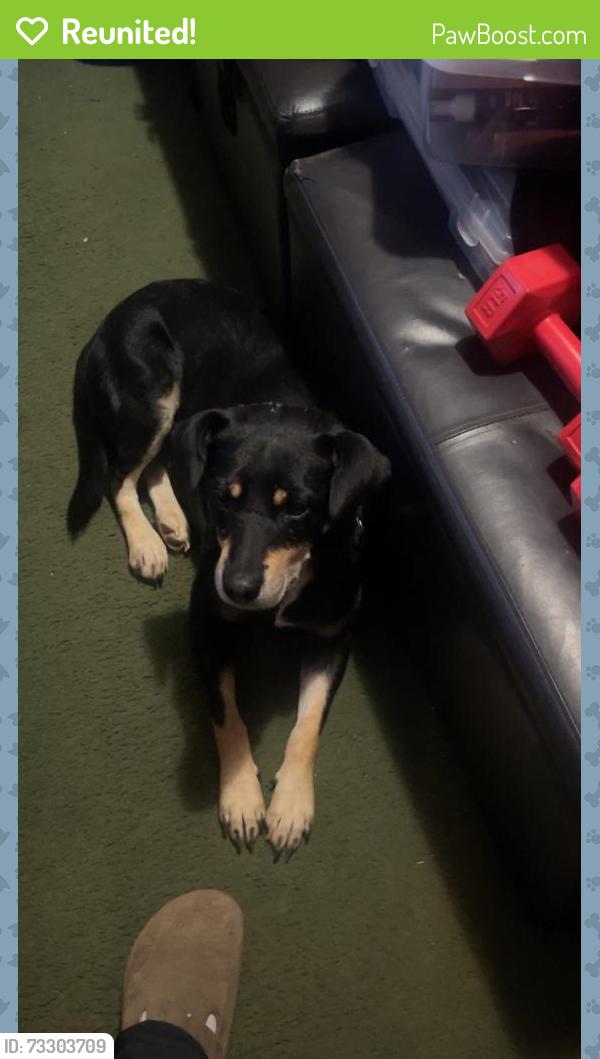 Reunited Male Dog last seen In the corn field beside the train tracks across the road from the lazy 5 ranch Vet, Salisbury, NC 28147
