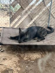 Reunited Male Dog last seen Littletown and Craycroft, Tucson, AZ 85756